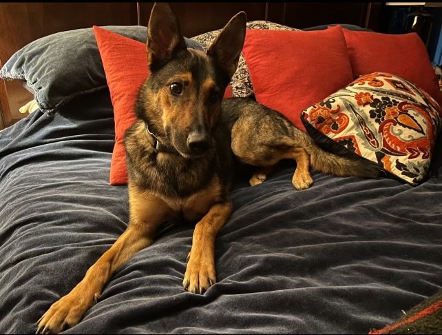 Crackers, a Adoptable German Shepherd Dog in Hayward, CA image 4/6