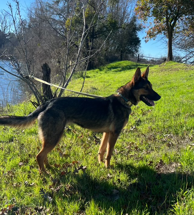 Crackers, a Adoptable German Shepherd Dog in Hayward, CA image 5/6