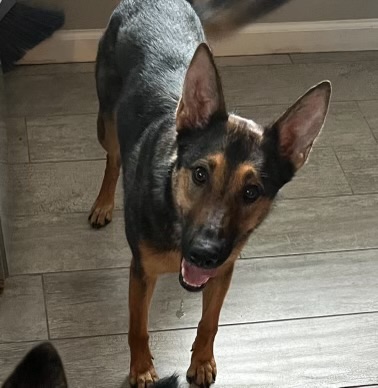 Crackers, a Adoptable German Shepherd Dog in Hayward, CA image 6/6