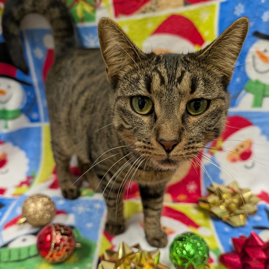 Lucille, Adoptable, Adult Female Domestic Short Hair.