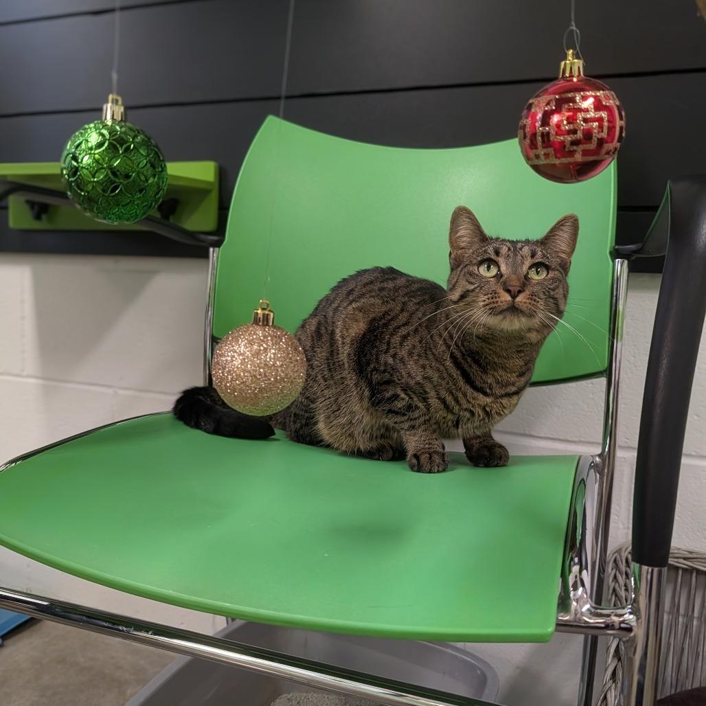 Enlarge Lucille, a Adoptable mixed breed in Jasper, IN image 2/6