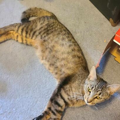 Enlarge Lucille, a Adoptable mixed breed in Jasper, IN image 3/6