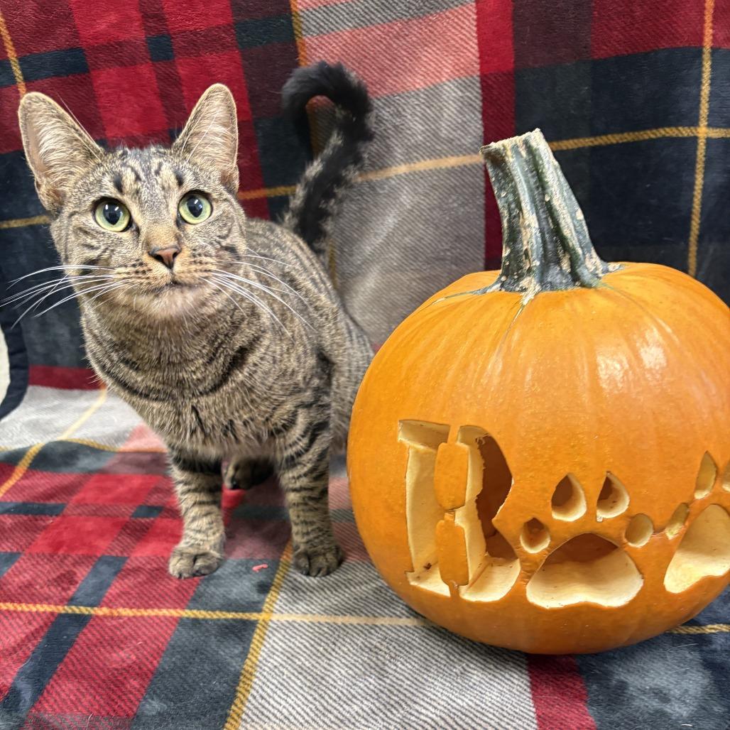 Enlarge Lucille, a Adoptable mixed breed in Jasper, IN image 4/6