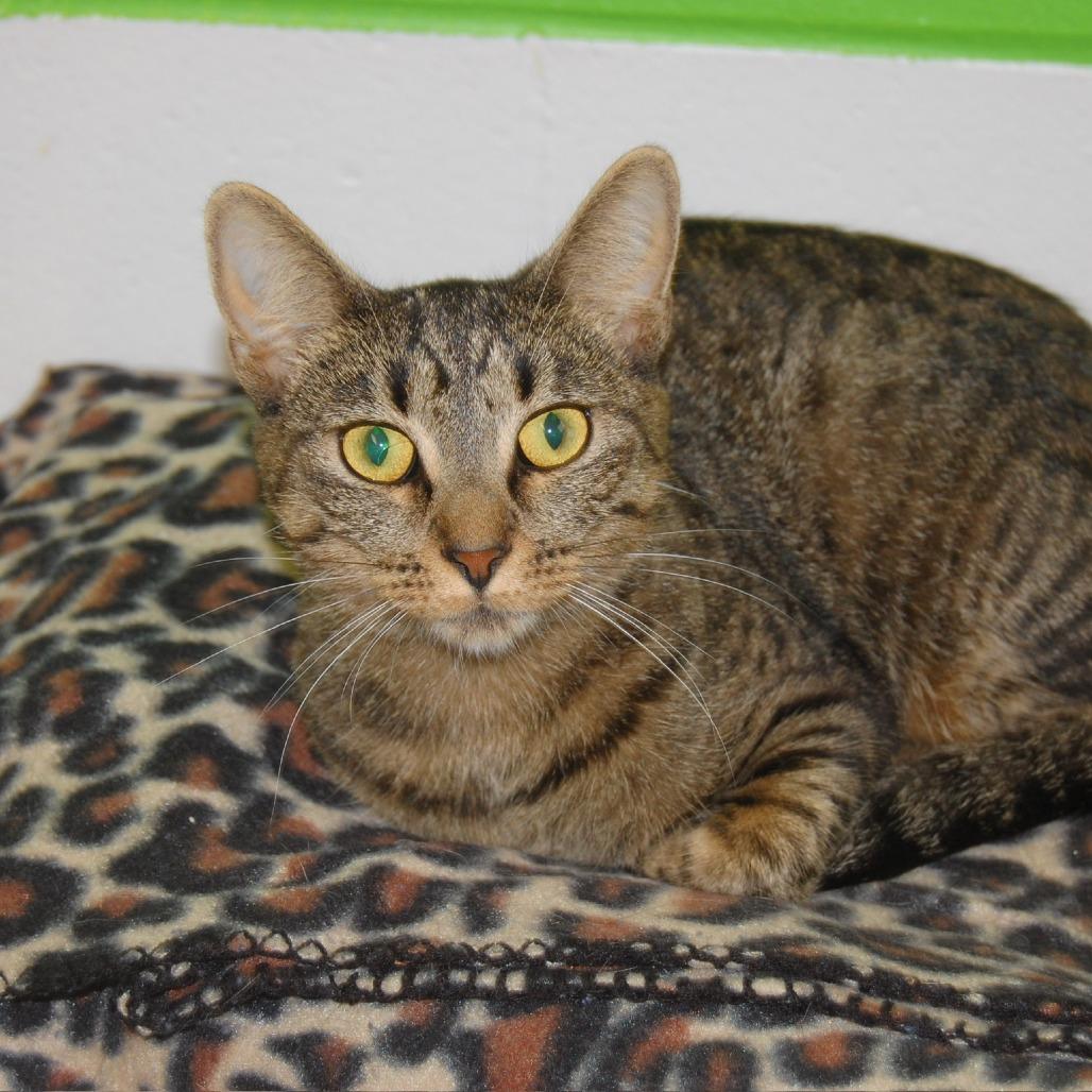 Enlarge Lucille, a Adoptable mixed breed in Jasper, IN image 5/6