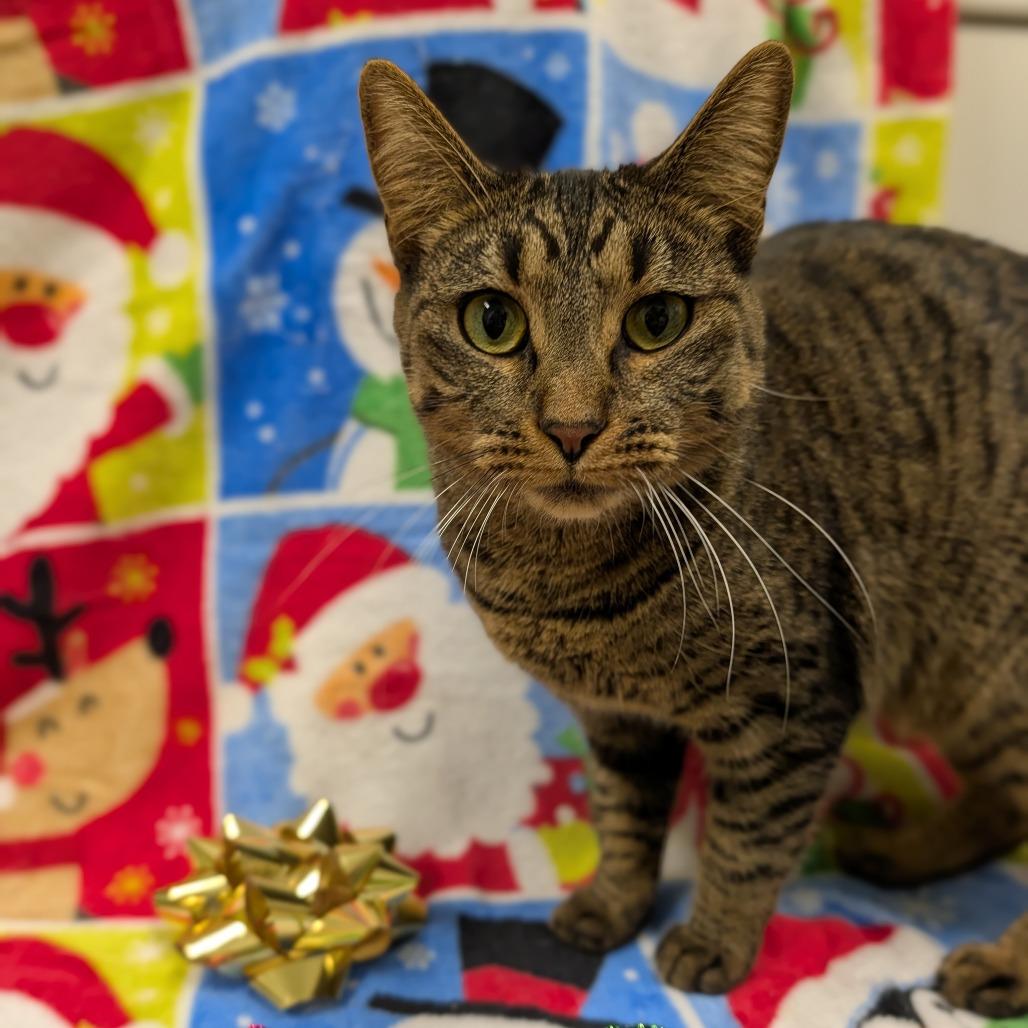 Enlarge Lucille, a Adoptable mixed breed in Jasper, IN image 6/6