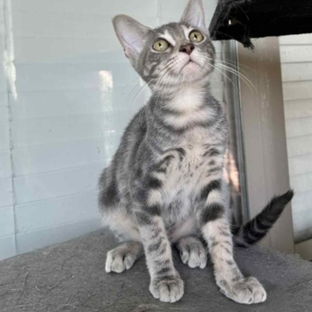Sonic, ADOPTABLE, Kitten Male Tabby & Domestic Short Hair.