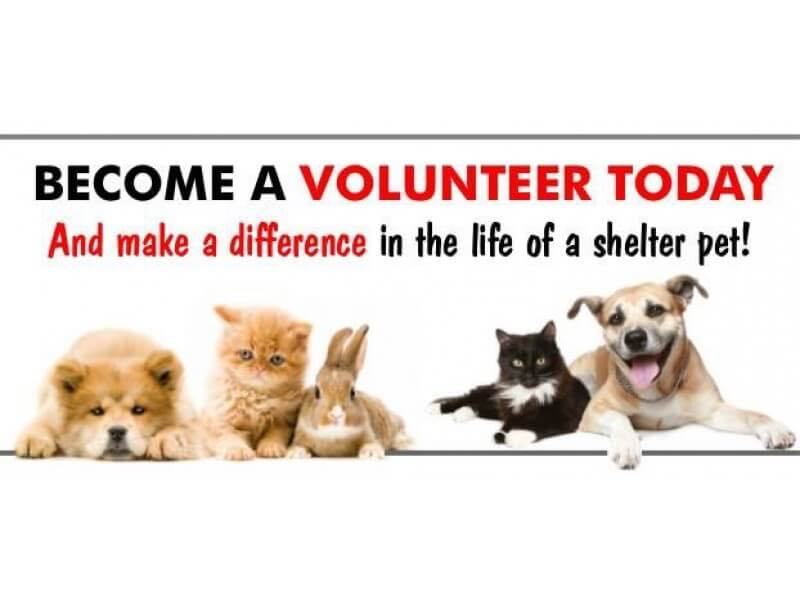 VOLUNTEERS NEEDED!!, a Adoptable mixed breed in Madison Heights, MI image 4/13