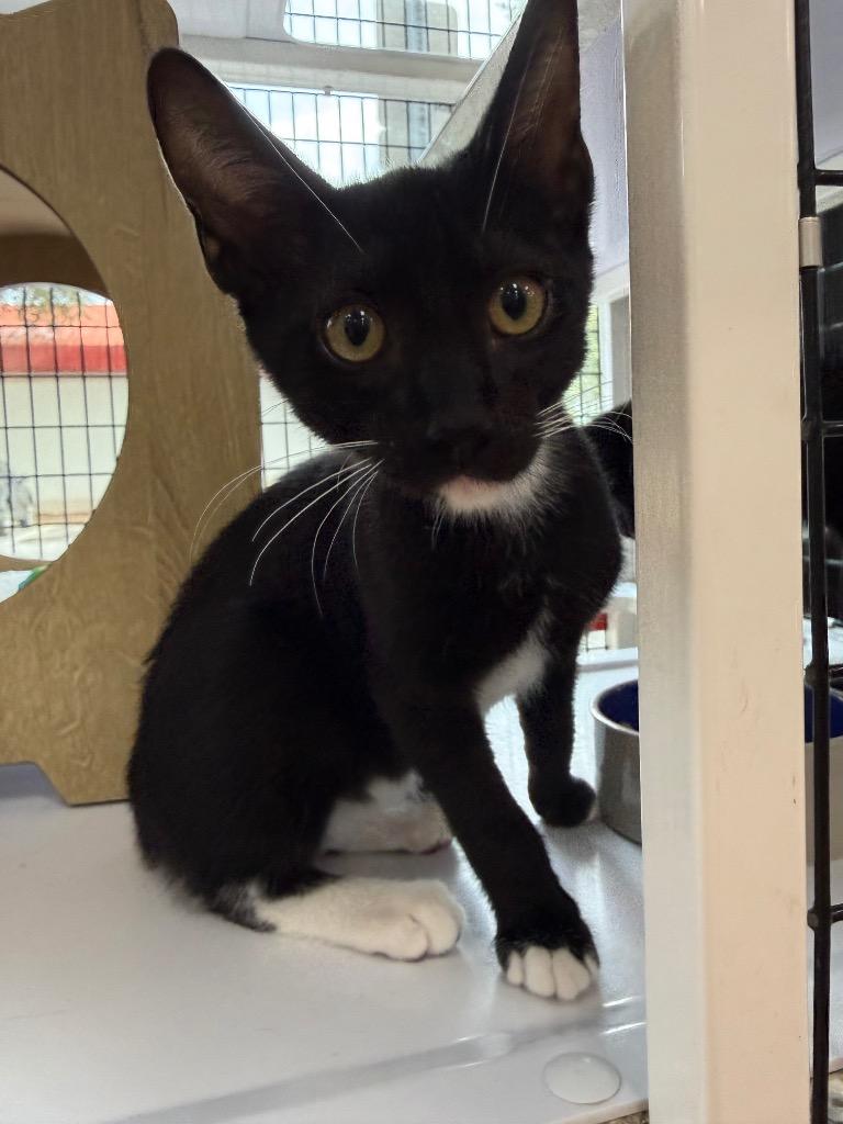 Enlarge Teddy, a Adoptable mixed breed in Orlando, FL image 1/4