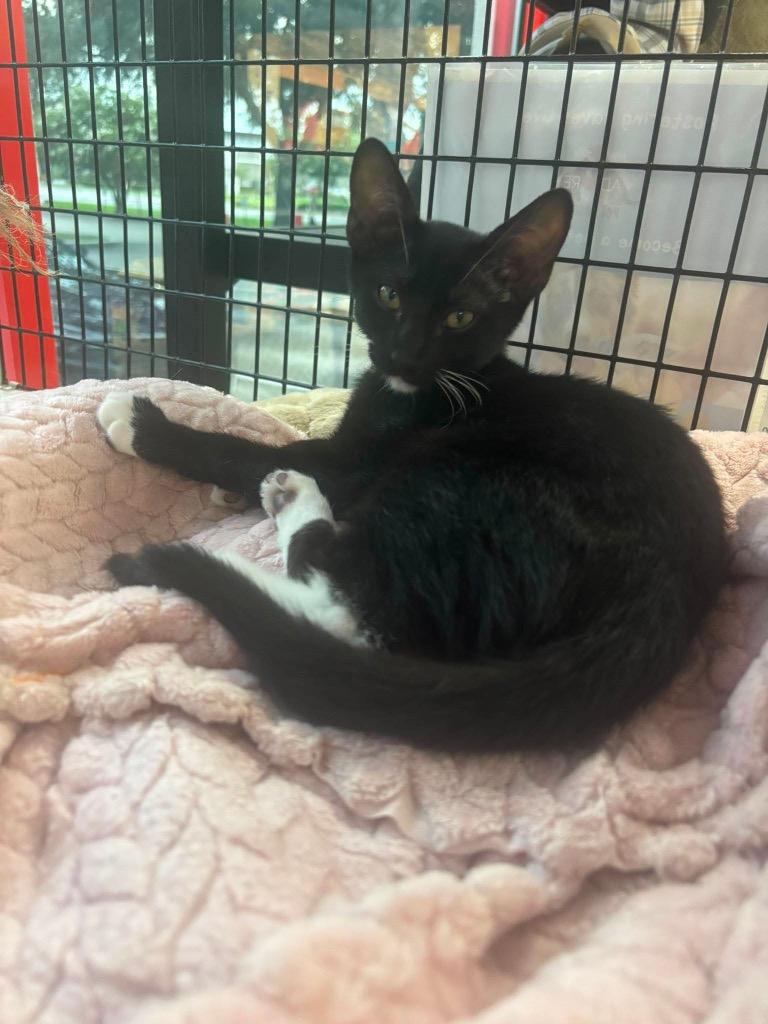 Enlarge Teddy, a Adoptable mixed breed in Orlando, FL image 2/4
