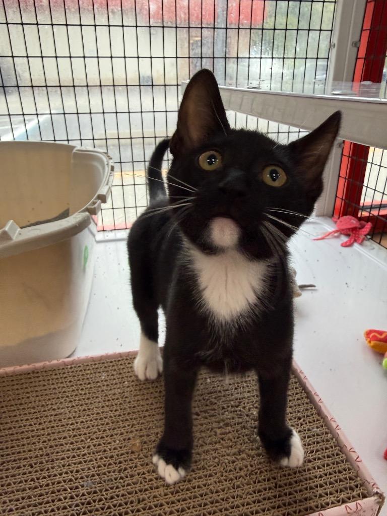 Enlarge Teddy, a Adoptable mixed breed in Orlando, FL image 3/4