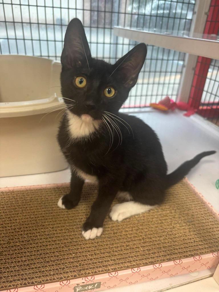 Enlarge Teddy, a Adoptable mixed breed in Orlando, FL image 4/4
