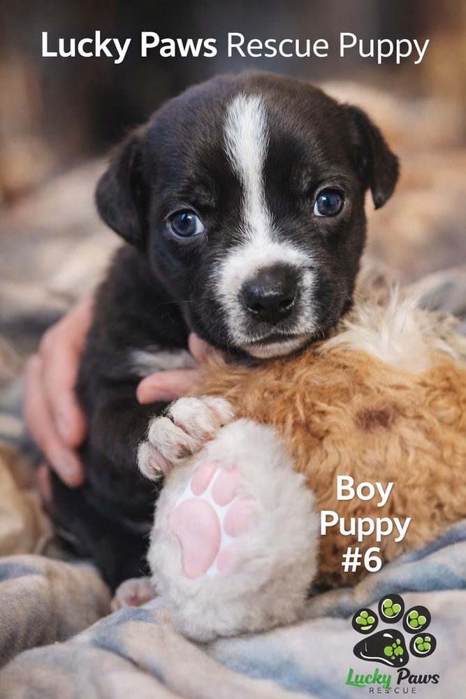 Enlarge Spring Litter:  Fields, a Adoptable mixed breed in Sumter, SC image 1/6