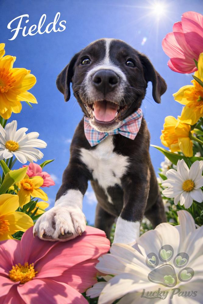 Enlarge Spring Litter:  Fields, a Adoptable mixed breed in Sumter, SC image 1/5