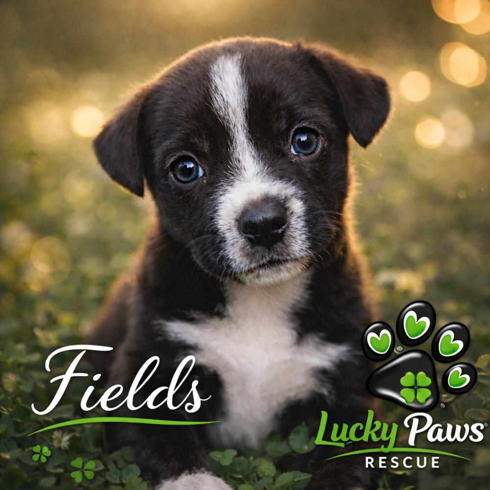 Enlarge Spring Litter:  Fields, a Adoptable mixed breed in Sumter, SC image 2/6