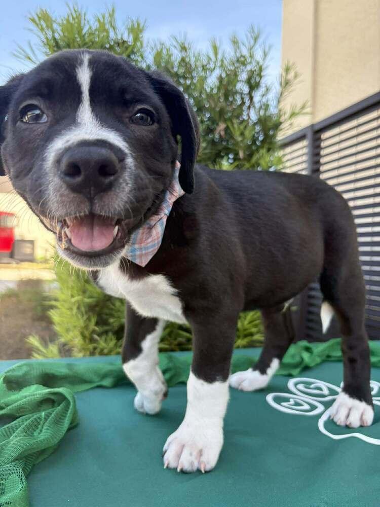 Enlarge Spring Litter:  Fields, a Adoptable mixed breed in Sumter, SC image 2/5