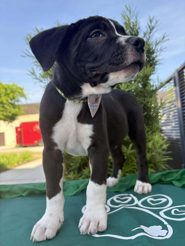 Enlarge Spring Litter:  Fields, a Adoptable mixed breed in Sumter, SC image 3/5