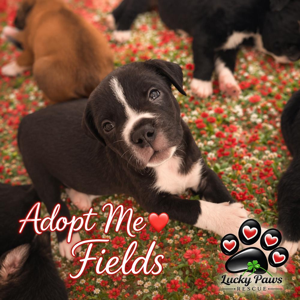 Enlarge Spring Litter:  Fields, a Adoptable mixed breed in Sumter, SC image 4/5
