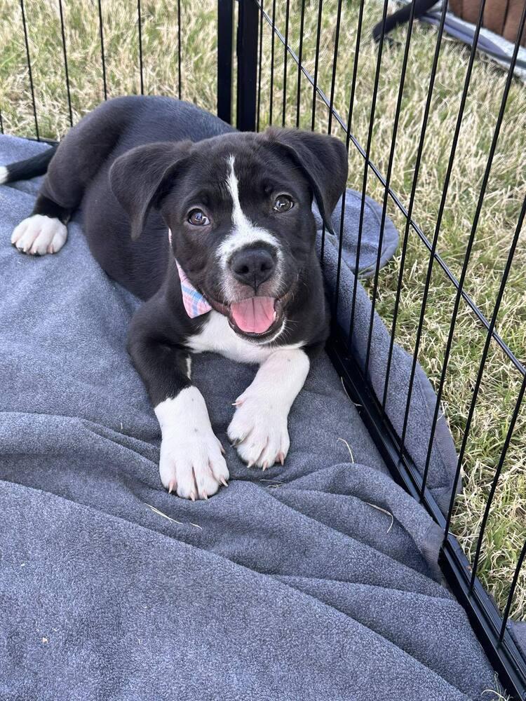 Enlarge Spring Litter:  Fields, a Adoptable mixed breed in Sumter, SC image 5/5