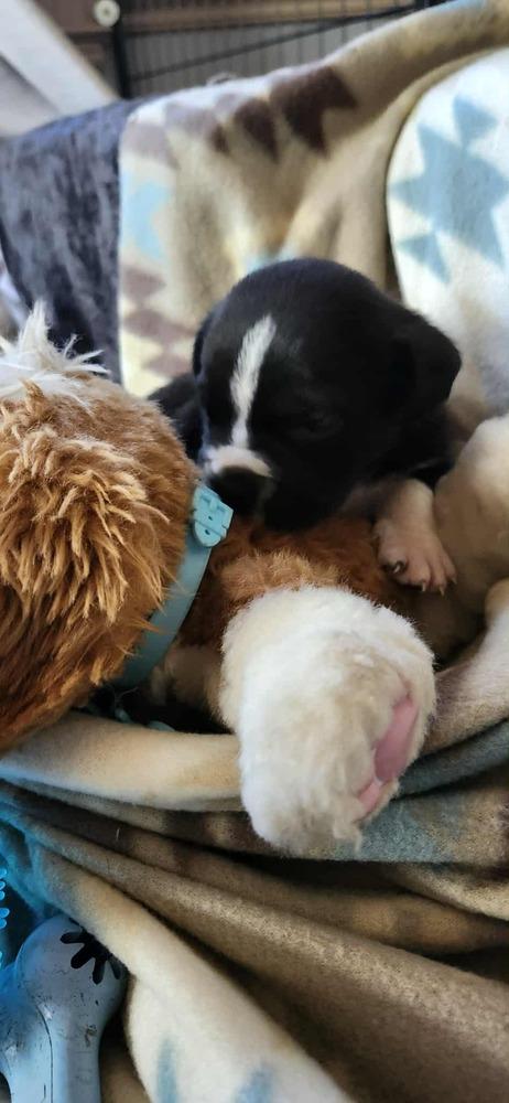 Enlarge Spring Litter:  Fields, a Adoptable mixed breed in Sumter, SC image 4/6