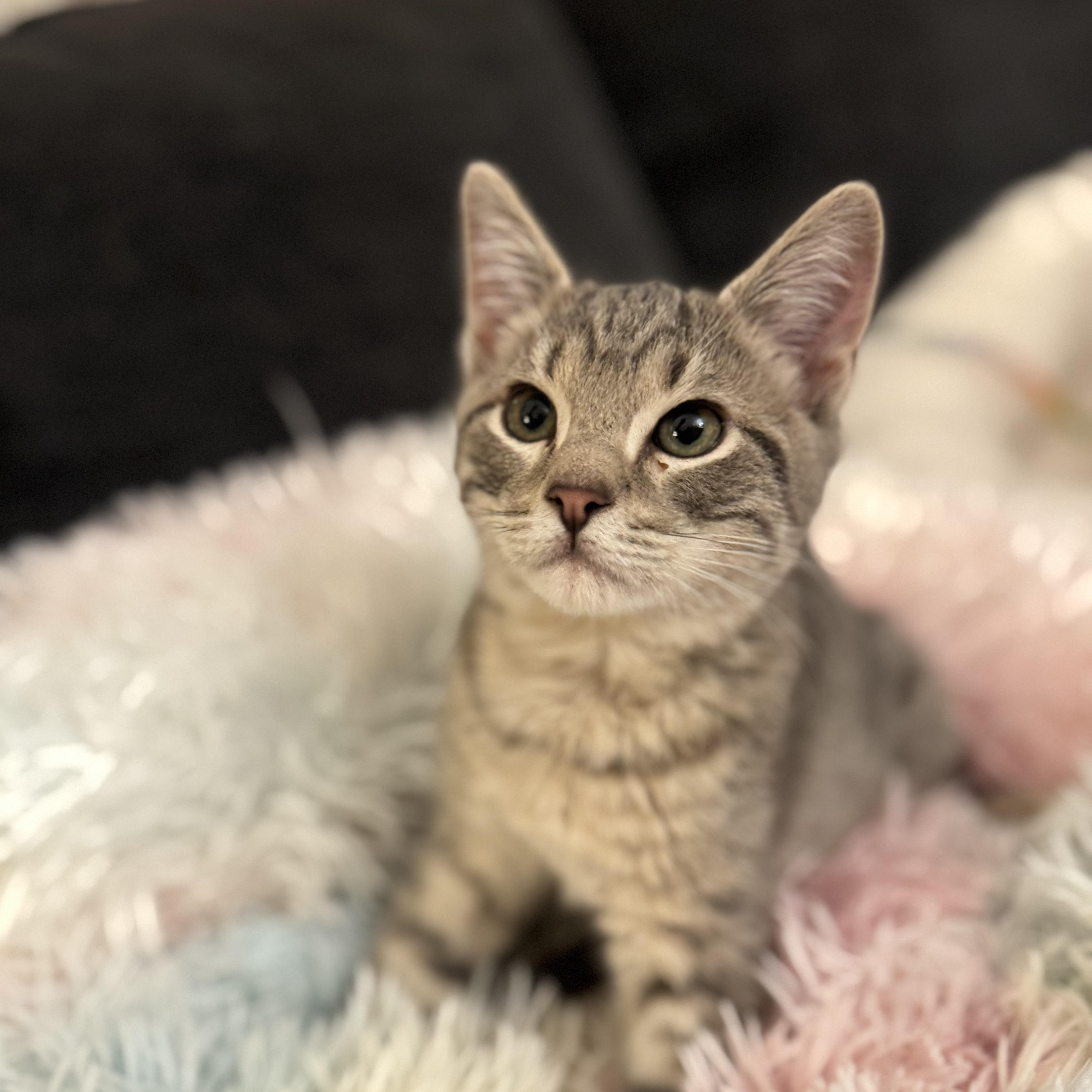 RHYTHM, adopted, Kitten Male Domestic Short Hair.