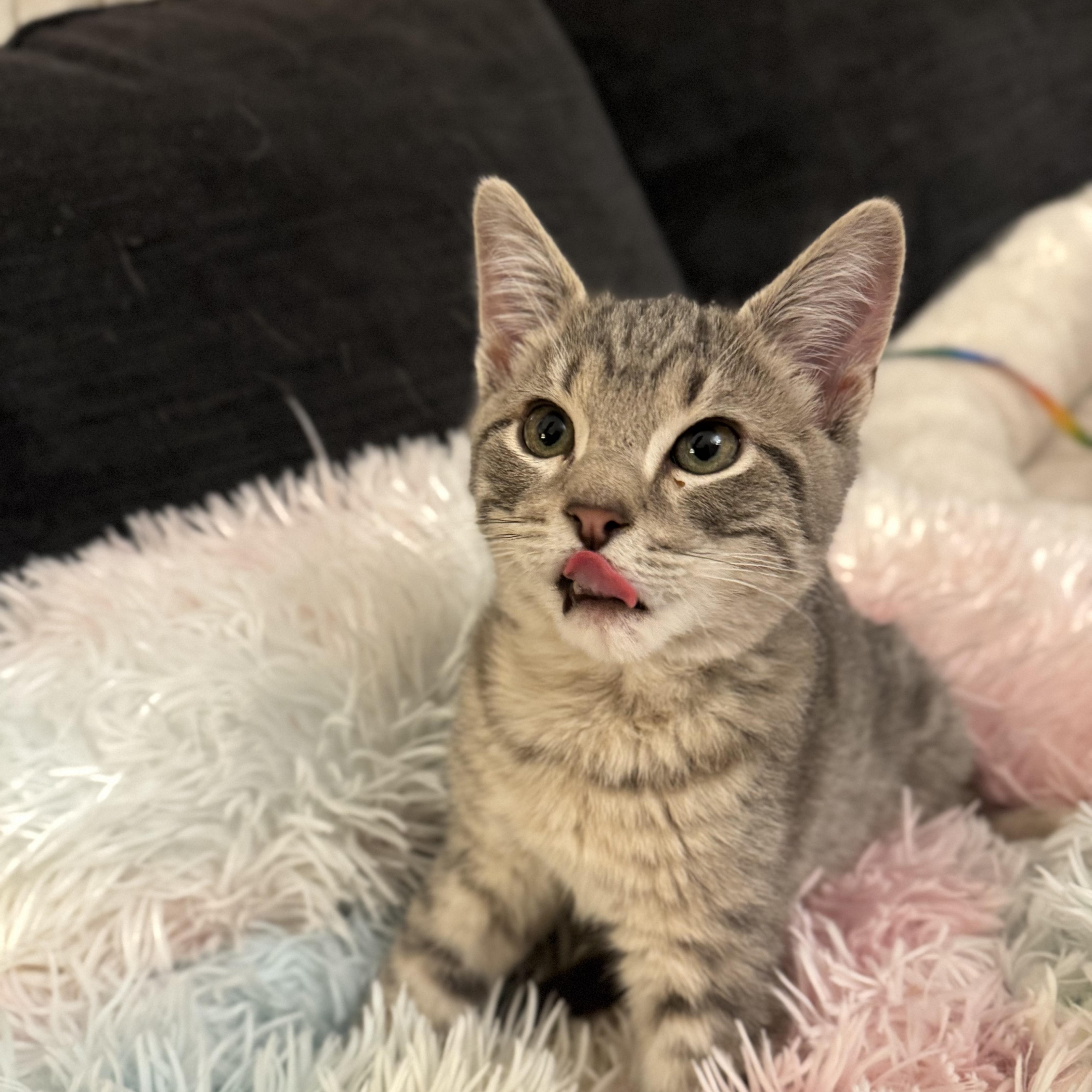 Enlarge RHYTHM, an adopted Domestic Short Hair in East Greenwich, RI image 3/6