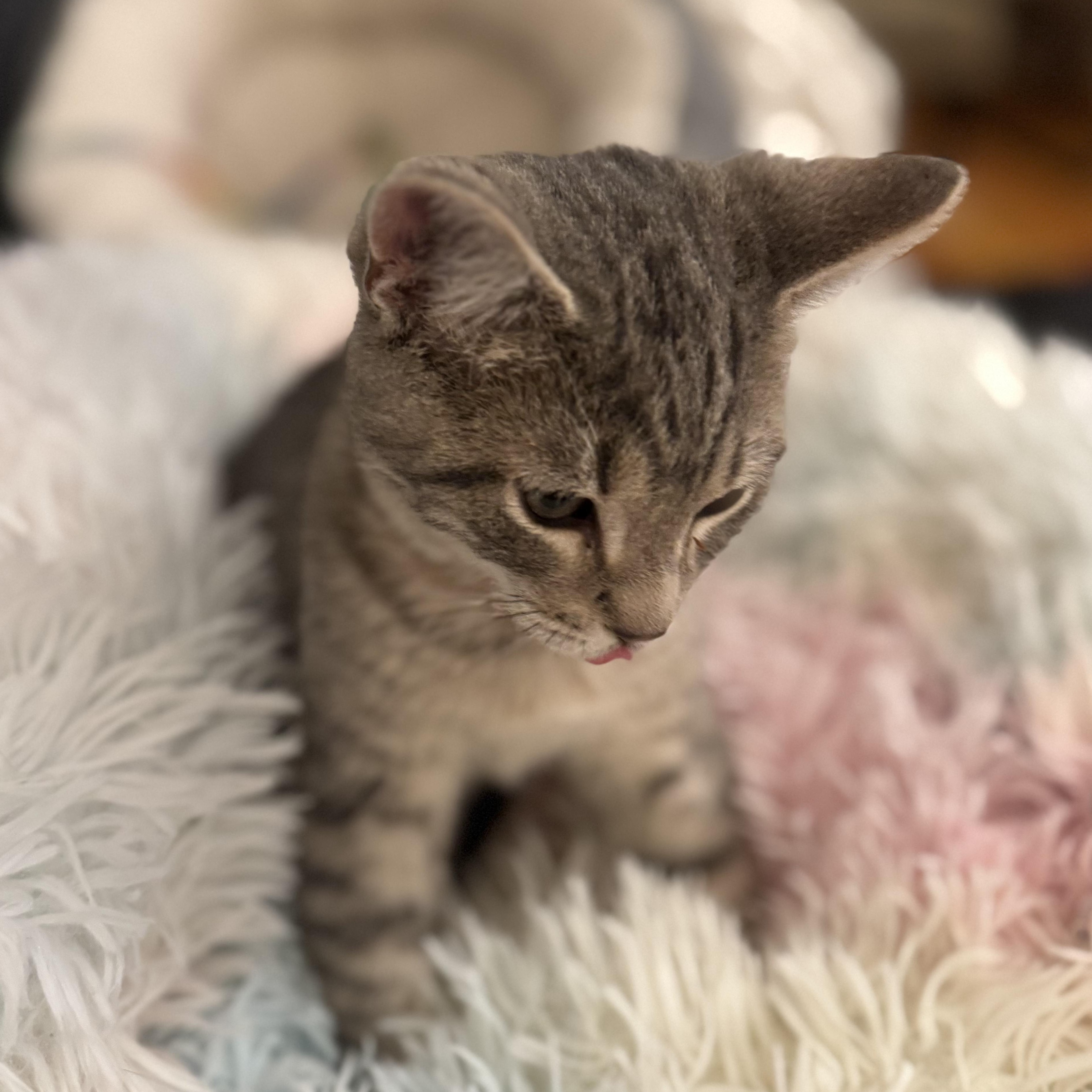 Enlarge RHYTHM, an adopted Domestic Short Hair in East Greenwich, RI image 5/6