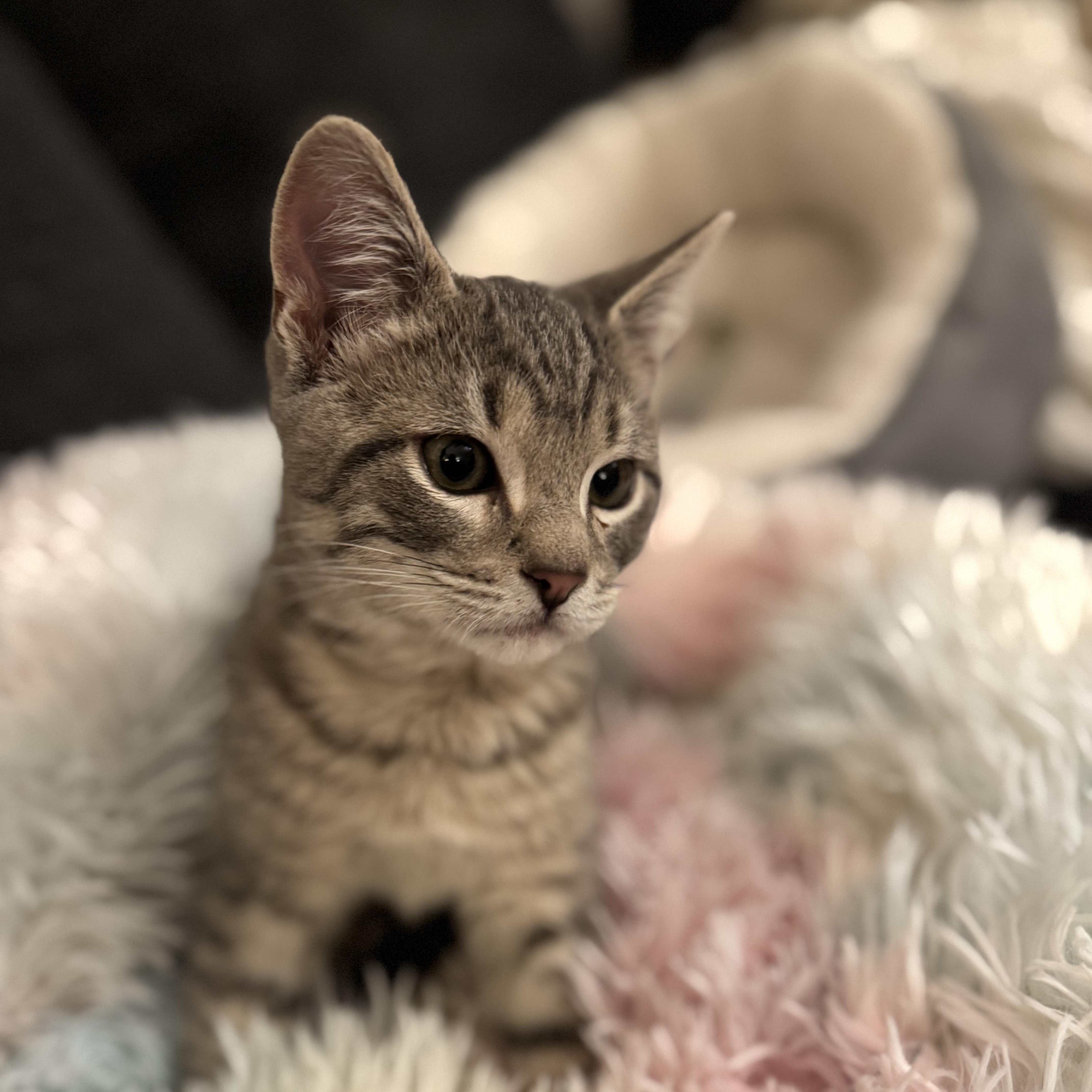 Enlarge RHYTHM, an adopted Domestic Short Hair in East Greenwich, RI image 2/6