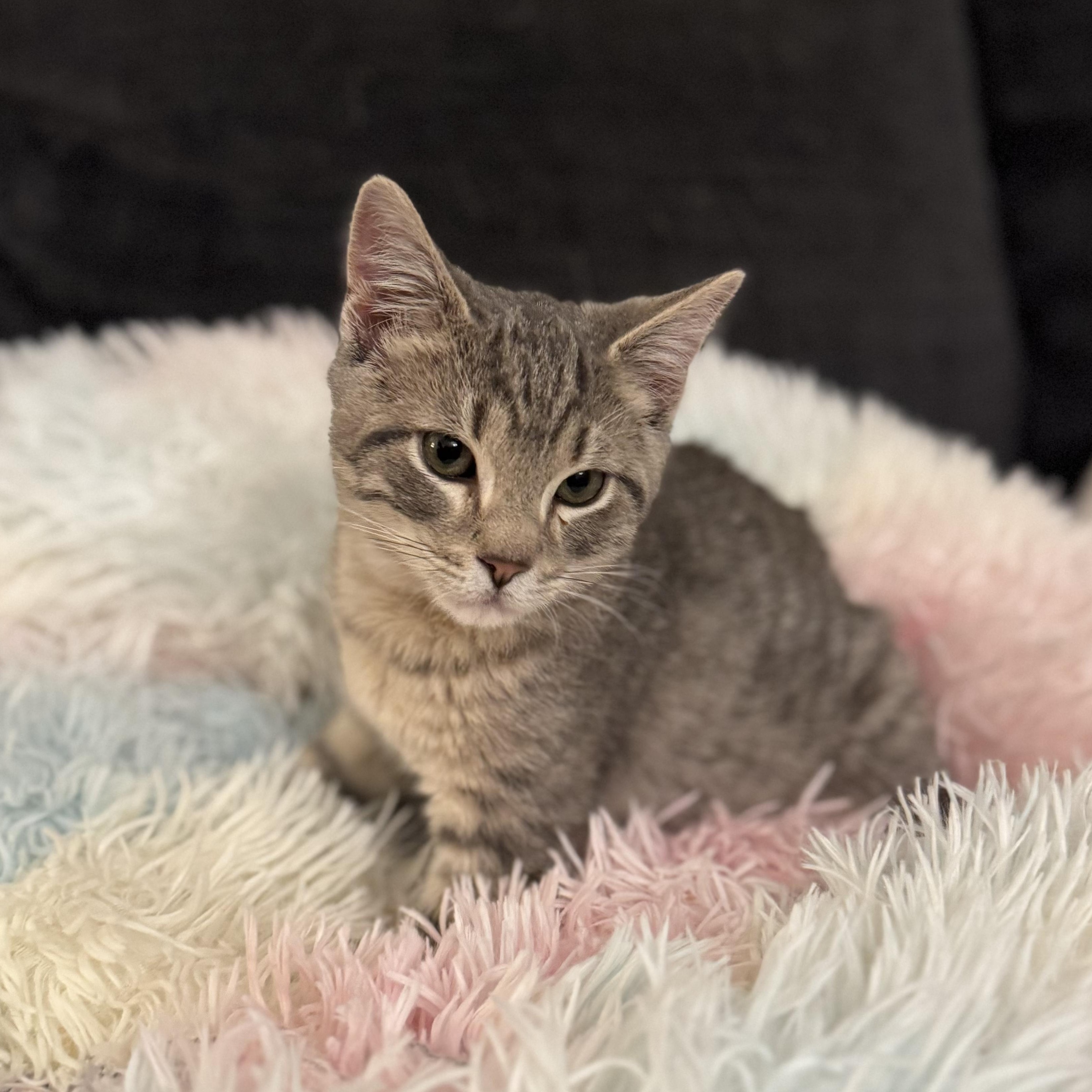 Enlarge RHYTHM, an adopted Domestic Short Hair in East Greenwich, RI image 4/6