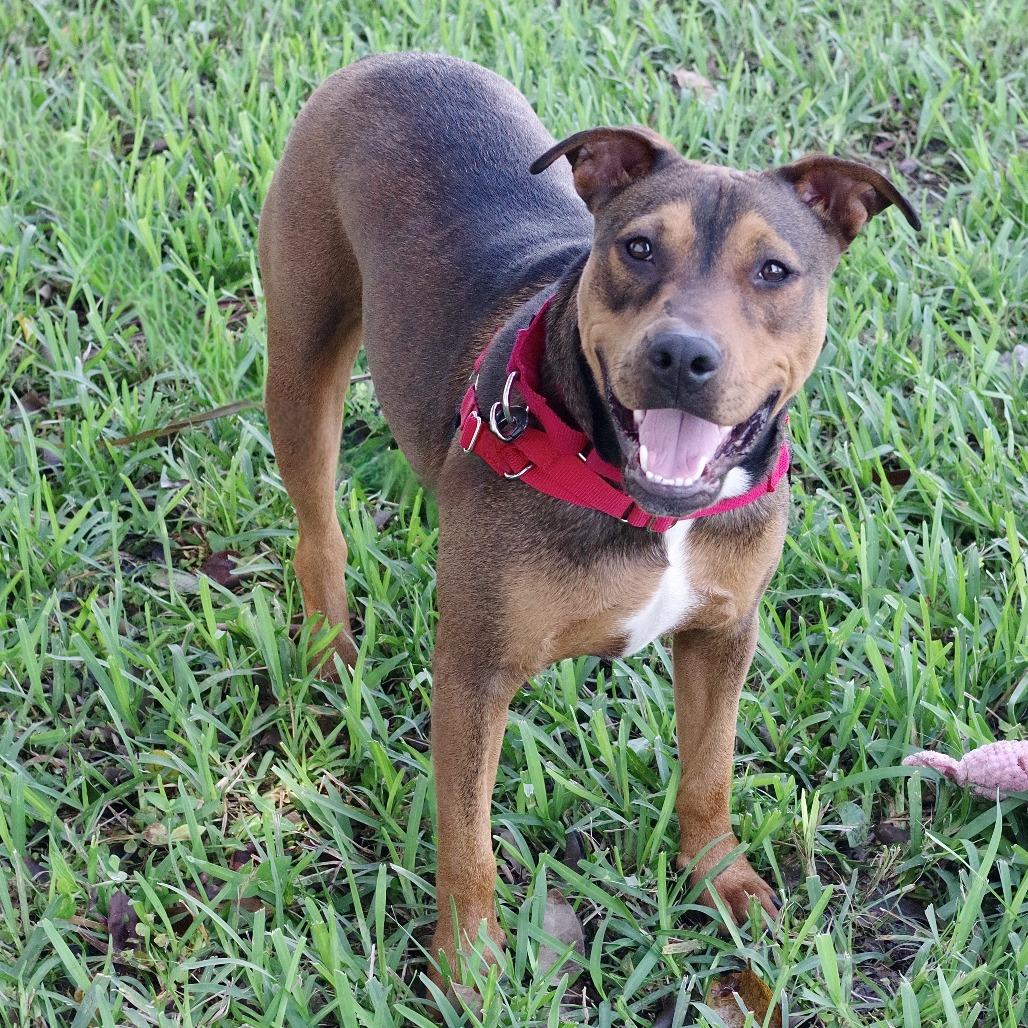 Michael, Adoptable, Adult Male Rottweiler & Mixed Breed.