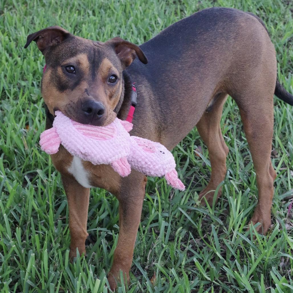 Enlarge Michael, a Adoptable mixed breed in Miami, FL image 2/5