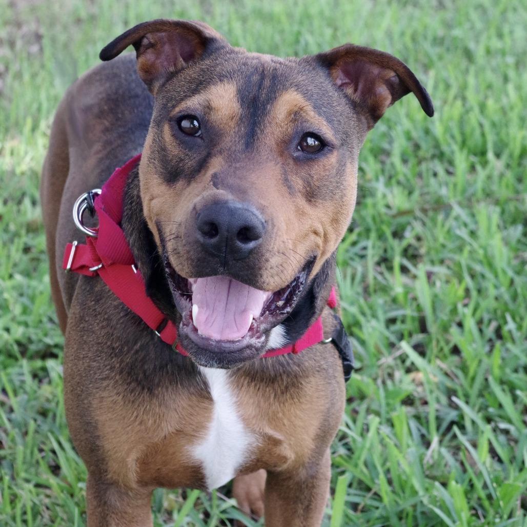 Enlarge Michael, a Adoptable mixed breed in Miami, FL image 3/5