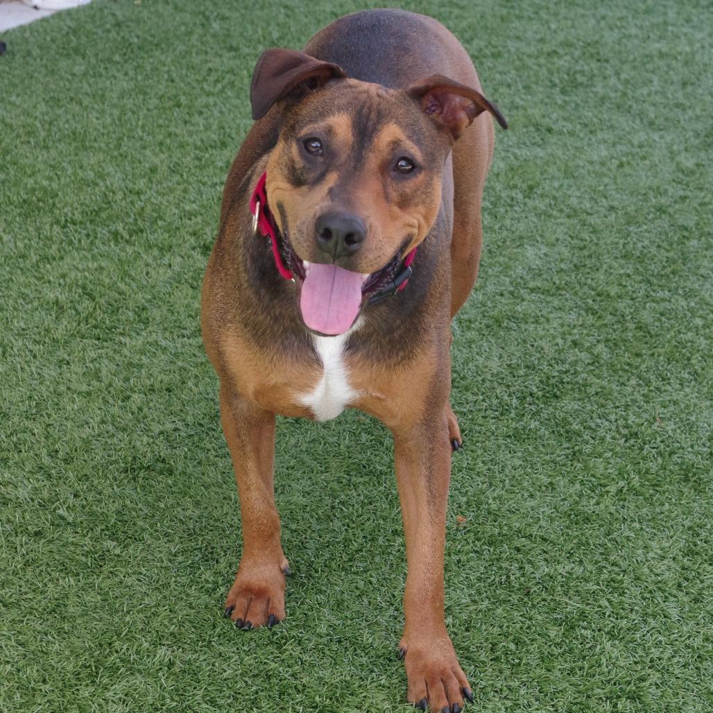 Enlarge Michael, a Adoptable mixed breed in Miami, FL image 4/5