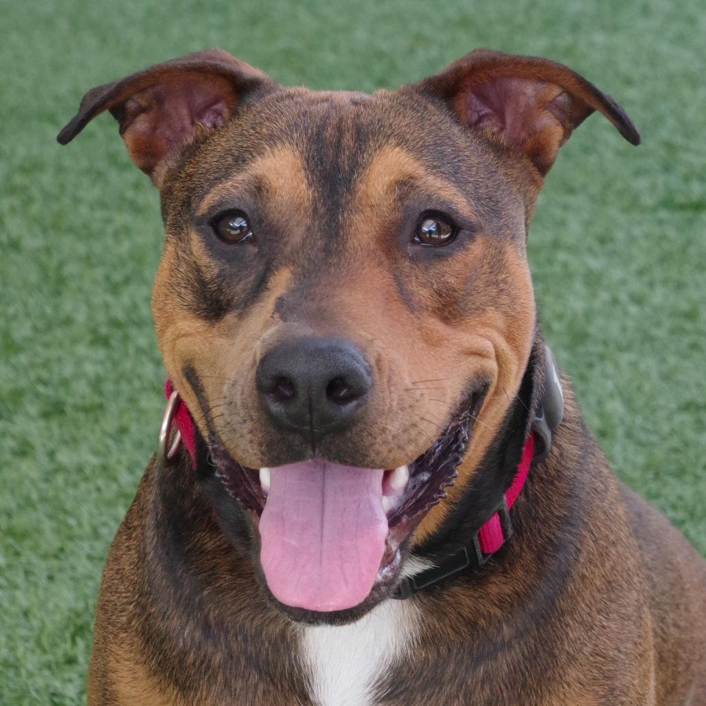 Enlarge Michael, a Adoptable mixed breed in Miami, FL image 5/5