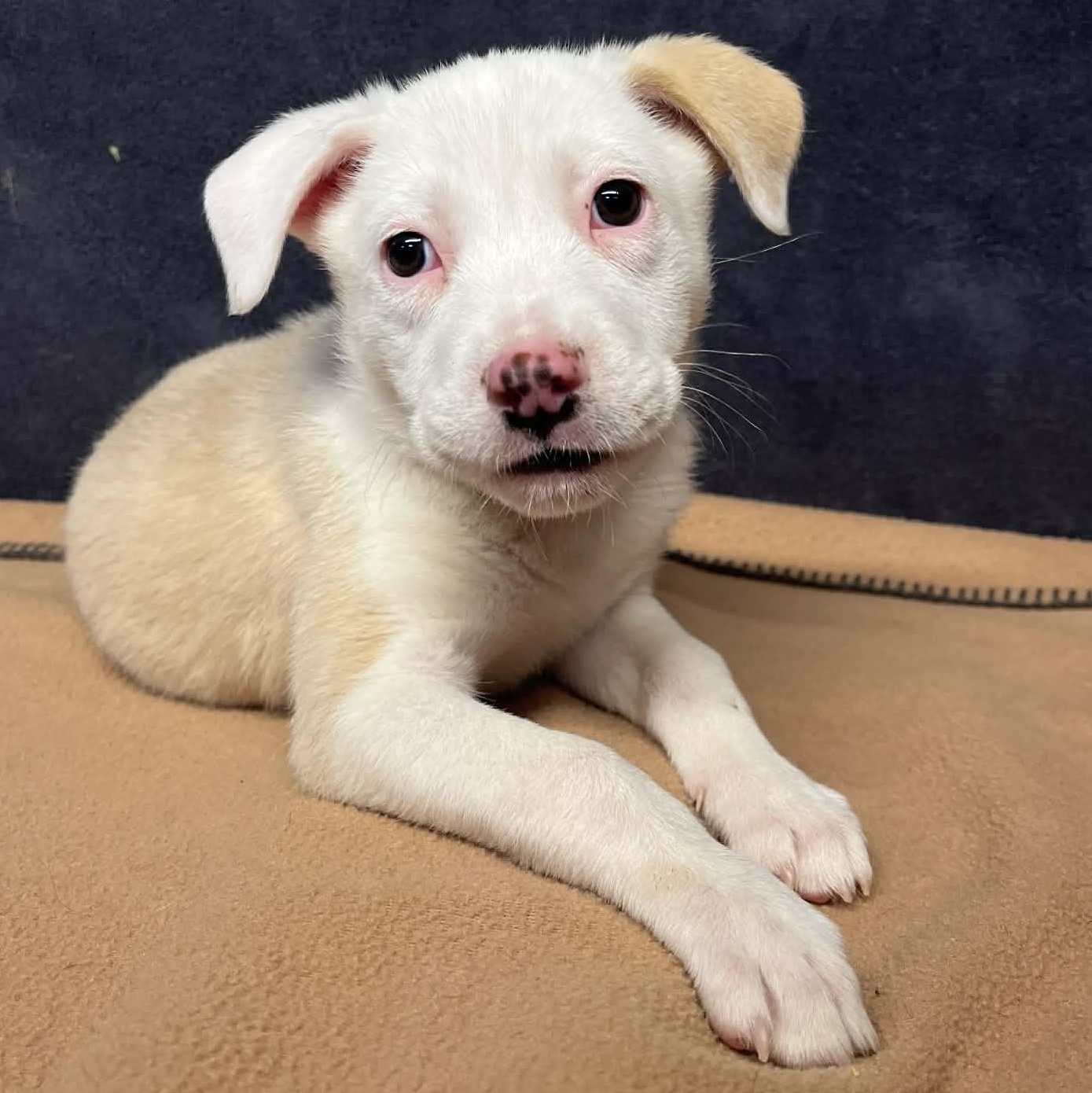Azalea, Adoptable, Puppy Female Australian Shepherd.