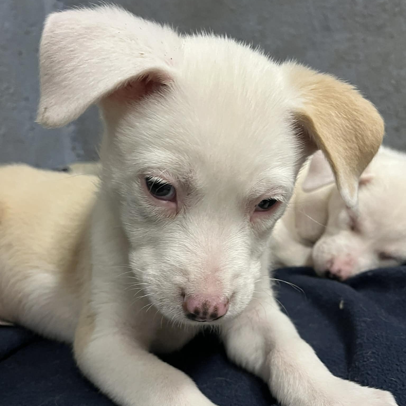 Enlarge Azalea, a Adoptable mixed breed in Kentwood, MI image 6/6