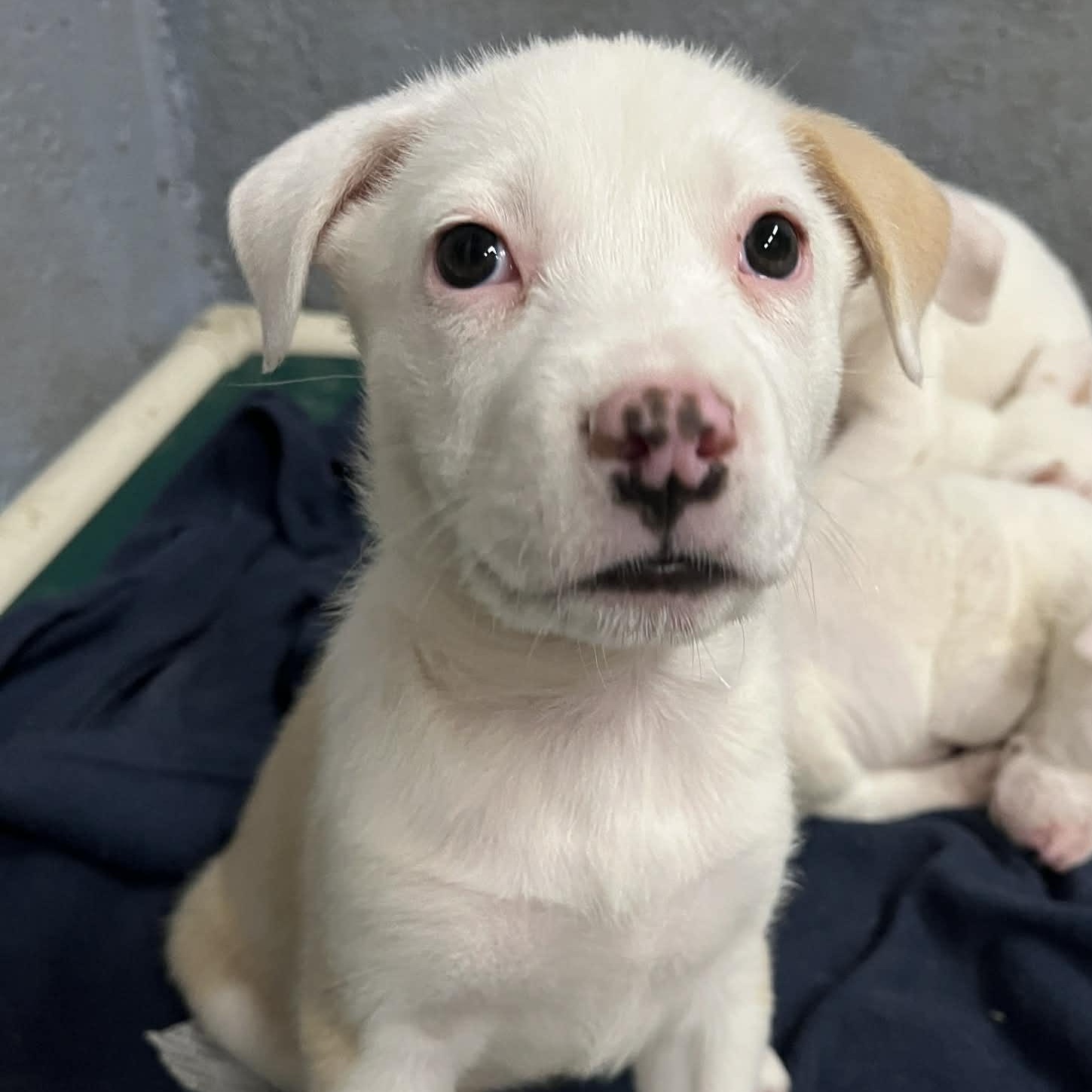 Enlarge Azalea, a Adoptable mixed breed in Kentwood, MI image 4/6