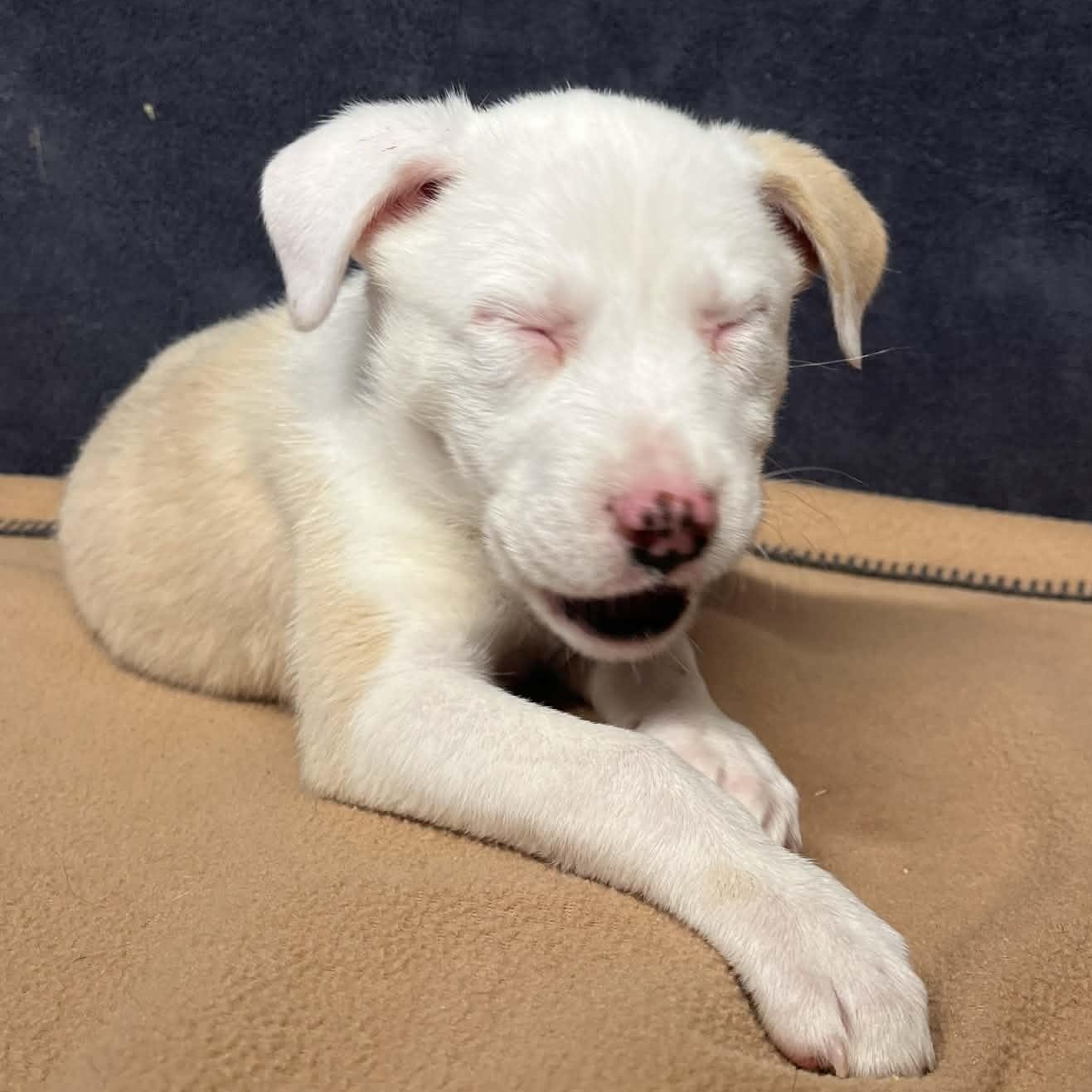 Enlarge Azalea, a Adoptable mixed breed in Kentwood, MI image 5/6