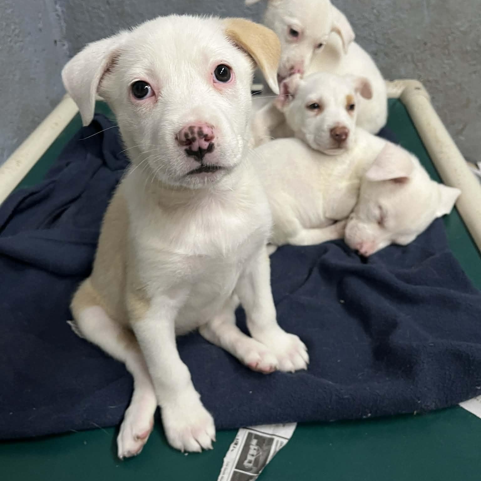 Enlarge Azalea, a Adoptable mixed breed in Kentwood, MI image 2/6