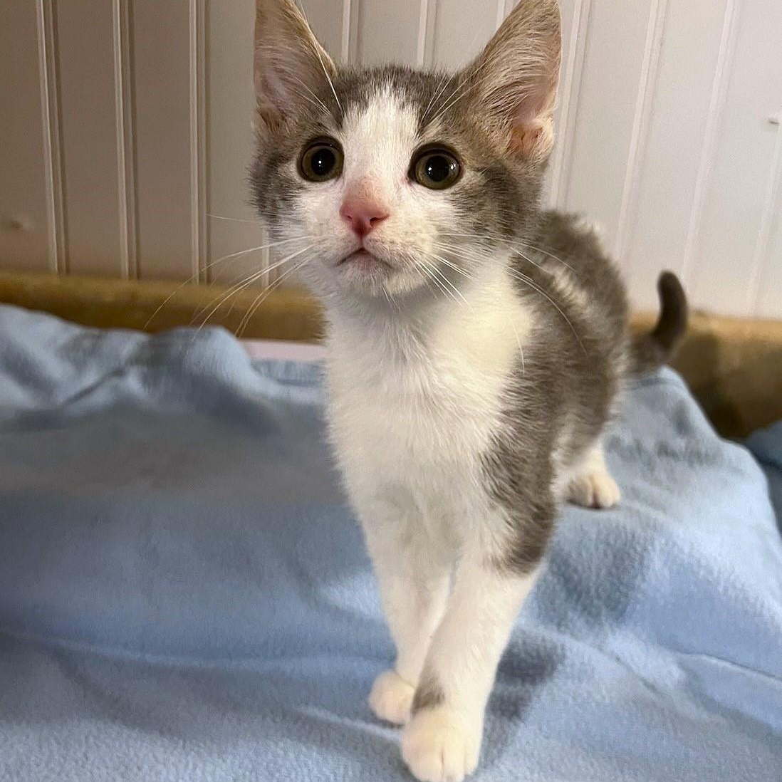 Enlarge Bacon, a ADOPTABLE Domestic Short Hair in Honeoye, NY image 1/1