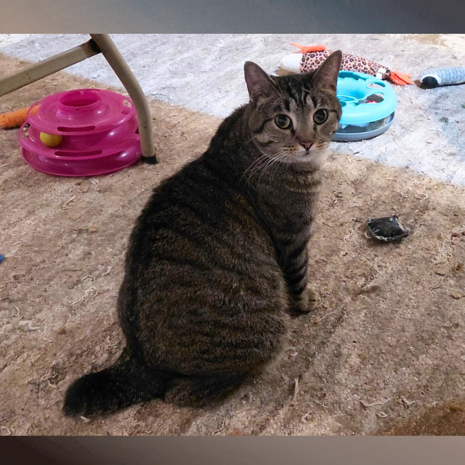 Cookie (w/Sugar), Adoptable, Adult Female Tiger.