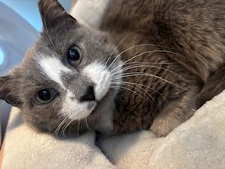 Mama, a Adoptable Domestic Short Hair in Fairfax, VA image 1/3