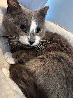 Mama, a Adoptable Domestic Short Hair in Fairfax, VA image 2/3