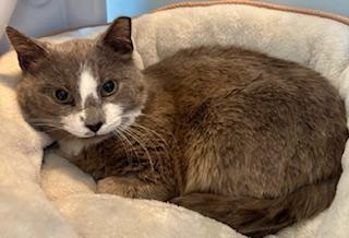 Mama, a Adoptable Domestic Short Hair in Fairfax, VA image 3/3