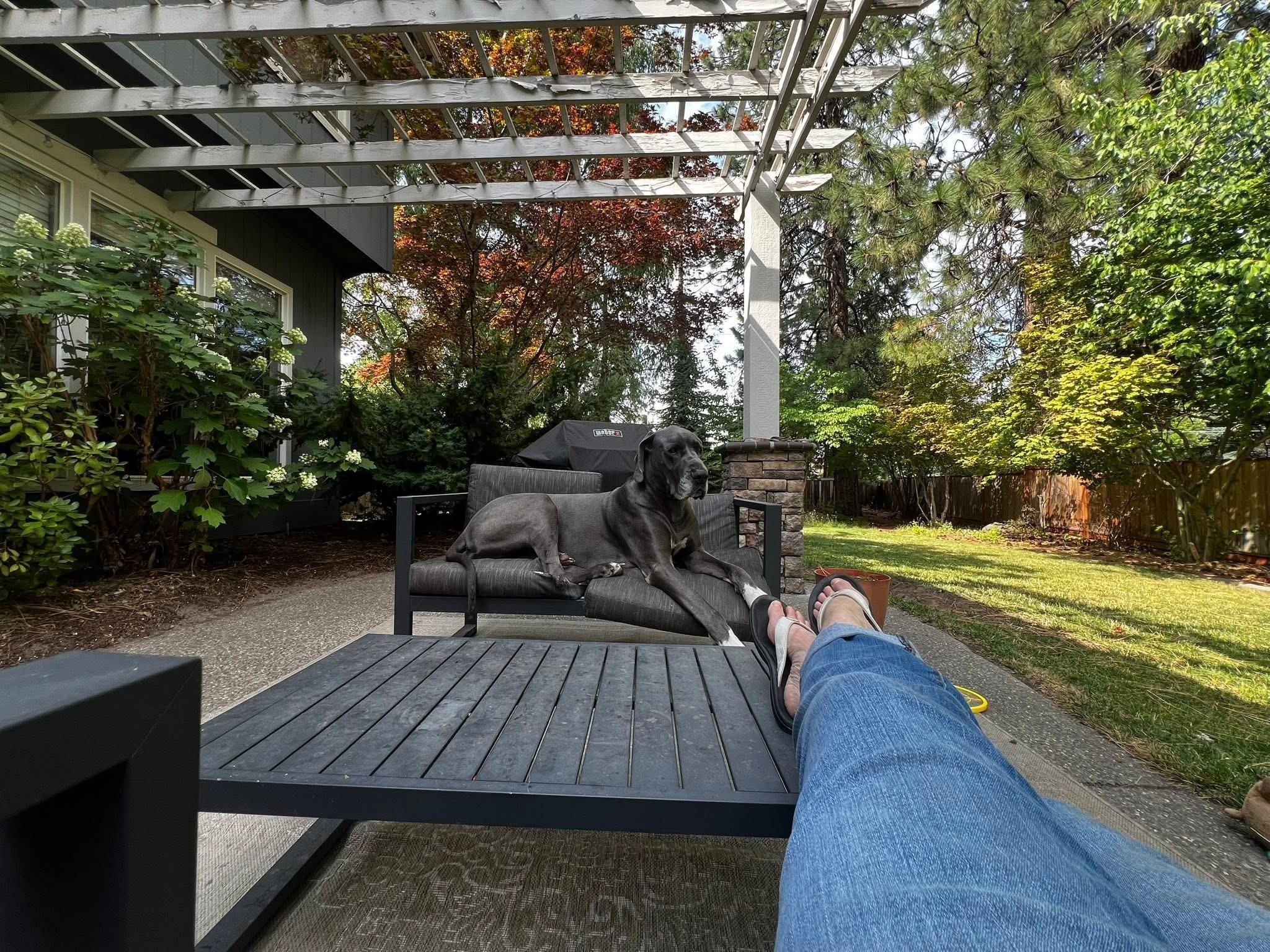 Bruno, a Adoptable Great Dane in COEUR D ALENE, ID image 6/6