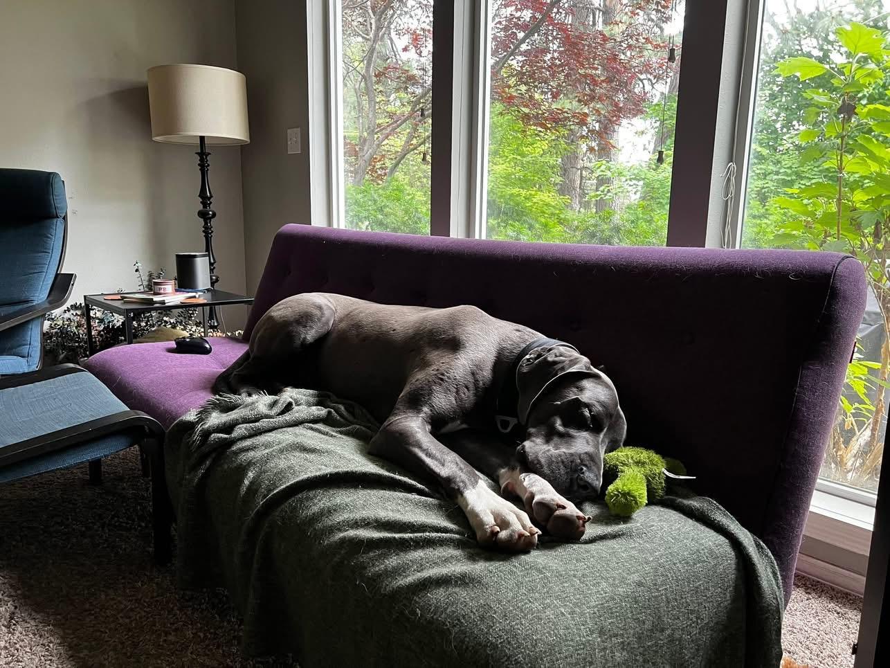 Bruno, a Adoptable Great Dane in COEUR D ALENE, ID image 2/6