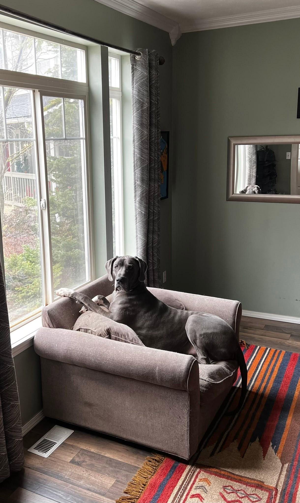 Bruno, a Adoptable Great Dane in COEUR D ALENE, ID image 4/6