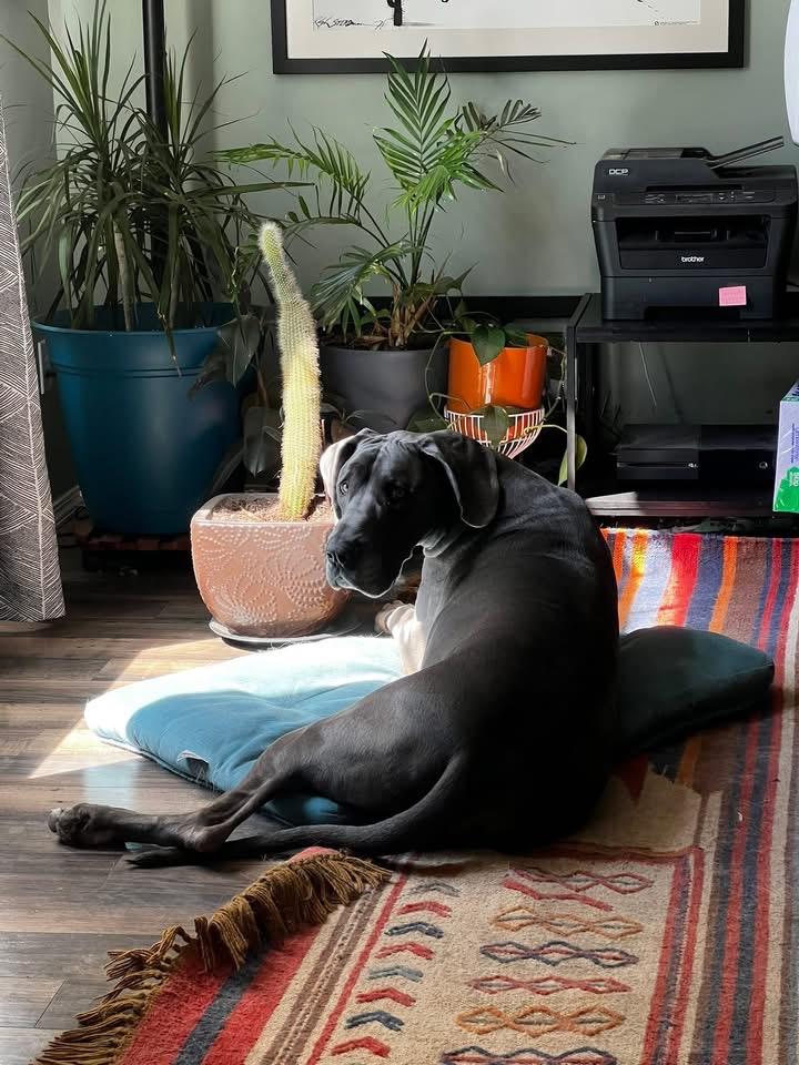 Bruno, a Adoptable Great Dane in COEUR D ALENE, ID image 5/6