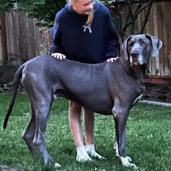 Bruno, a Adoptable Great Dane in COEUR D ALENE, ID image 1/6