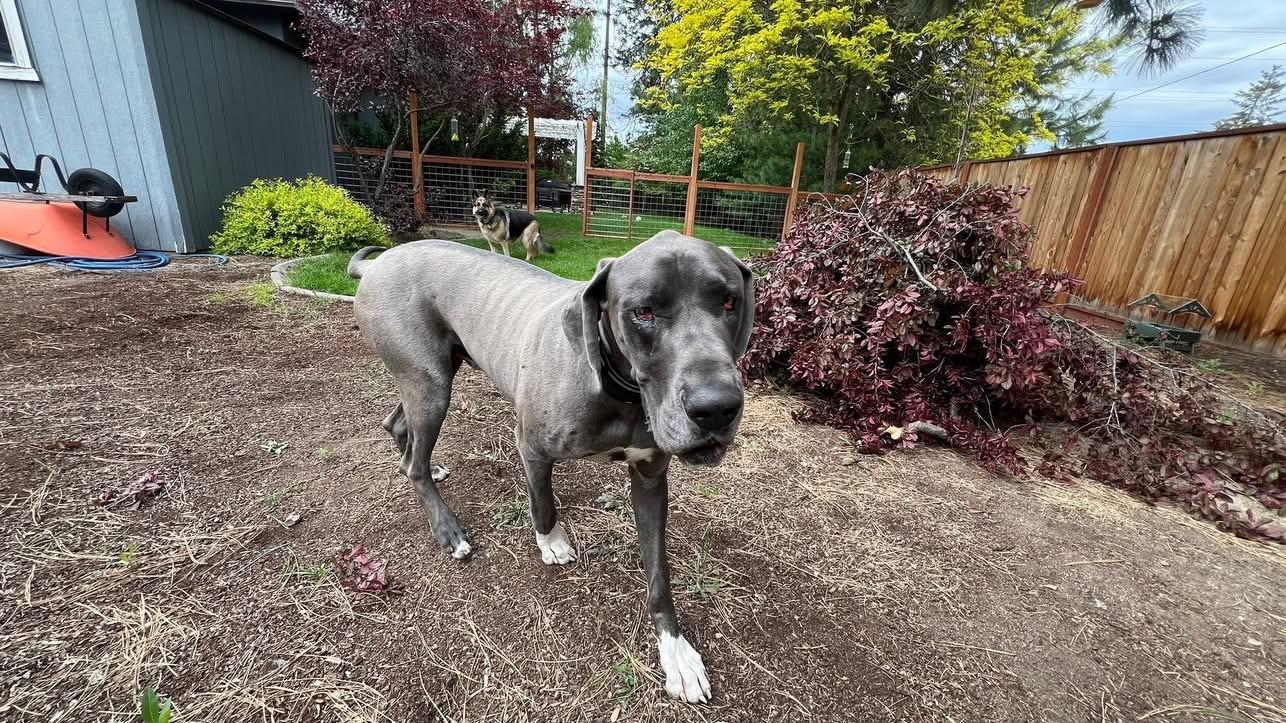 Bruno, a Adoptable Great Dane in COEUR D ALENE, ID image 3/6