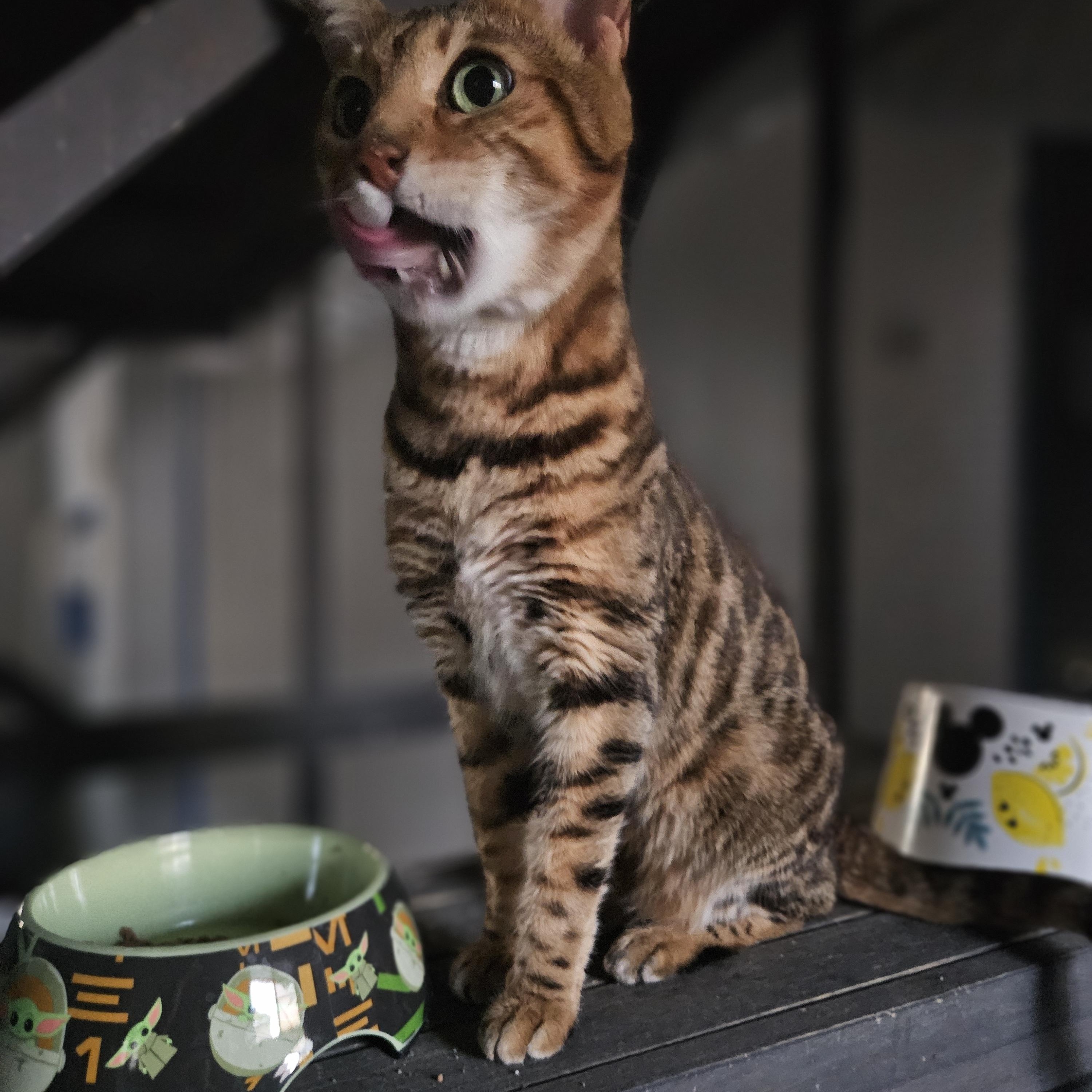 Penelope Purrs, Adoptable, Adult Female Bengal.